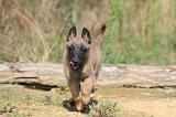 MALINOIS 256